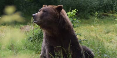 bear awareness online
