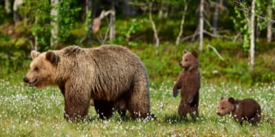 bear and wilderness awareness